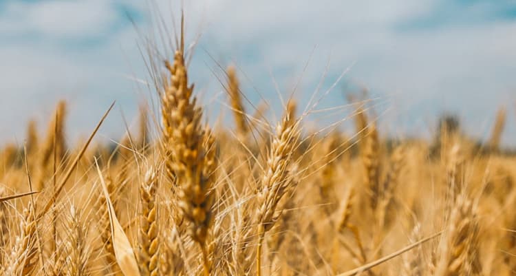 KoKaRa有用性について
腸内細菌叢における臨床試験実施支援（論文化中）